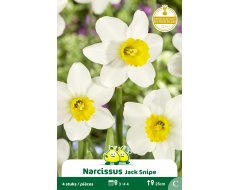 Bloembol Botanische Narcissen Jack Snip 4st