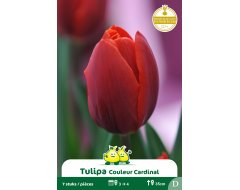Bloembol Tulpen Enkel Vroeg Couleur Cardinal 7st