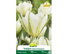 Bloembol Tulpen Fosteriana Exotic Emperor 5st